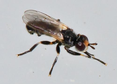 Thecophora sp.
